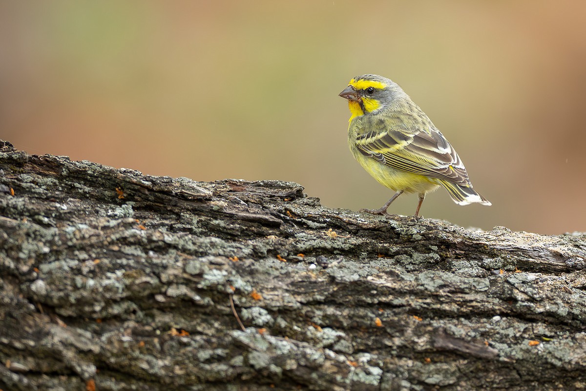 Yellow-fronted Canary - ML644374940