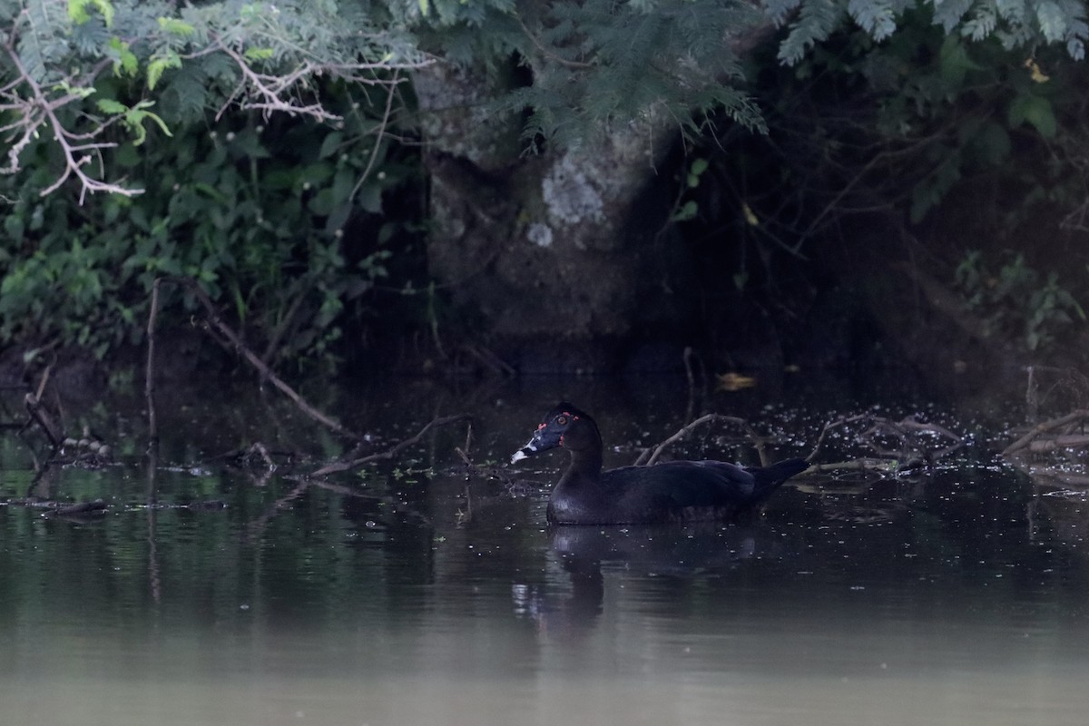 pižmovka americká - ML644374942