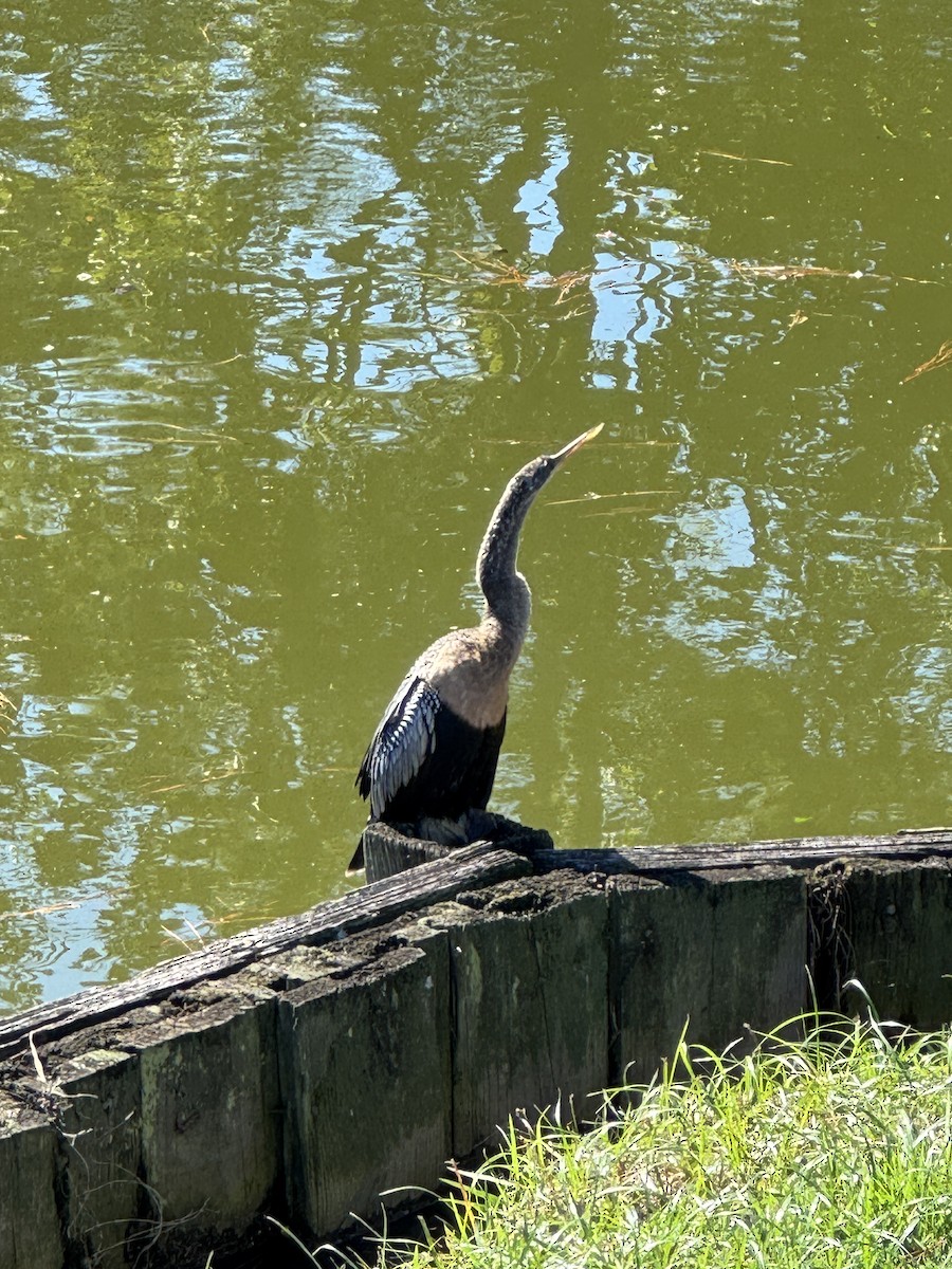 anhinga americká - ML644374948