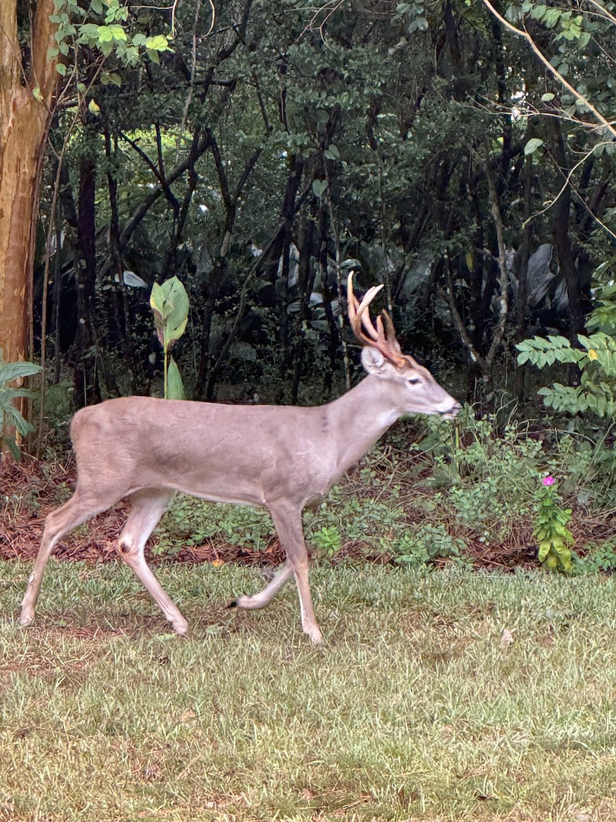 anhinga americká - ML644374949