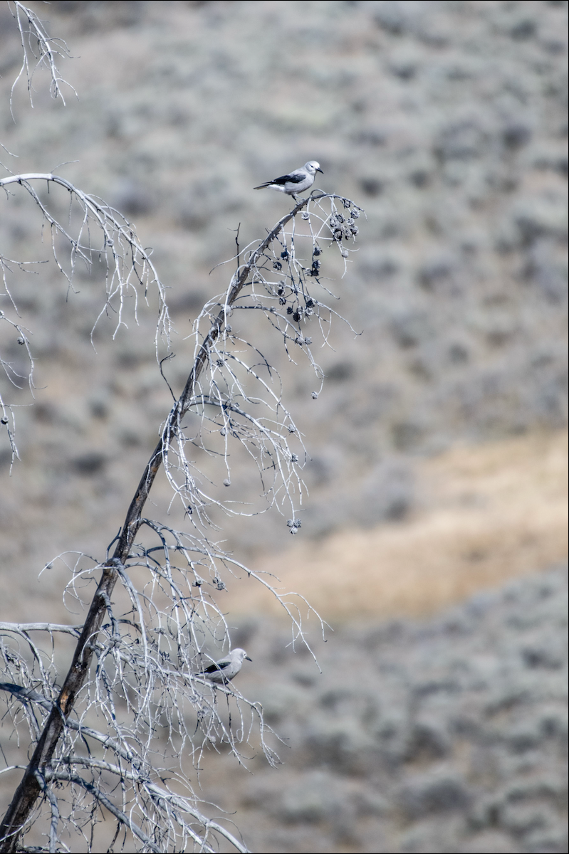 Clark's Nutcracker - ML644374950