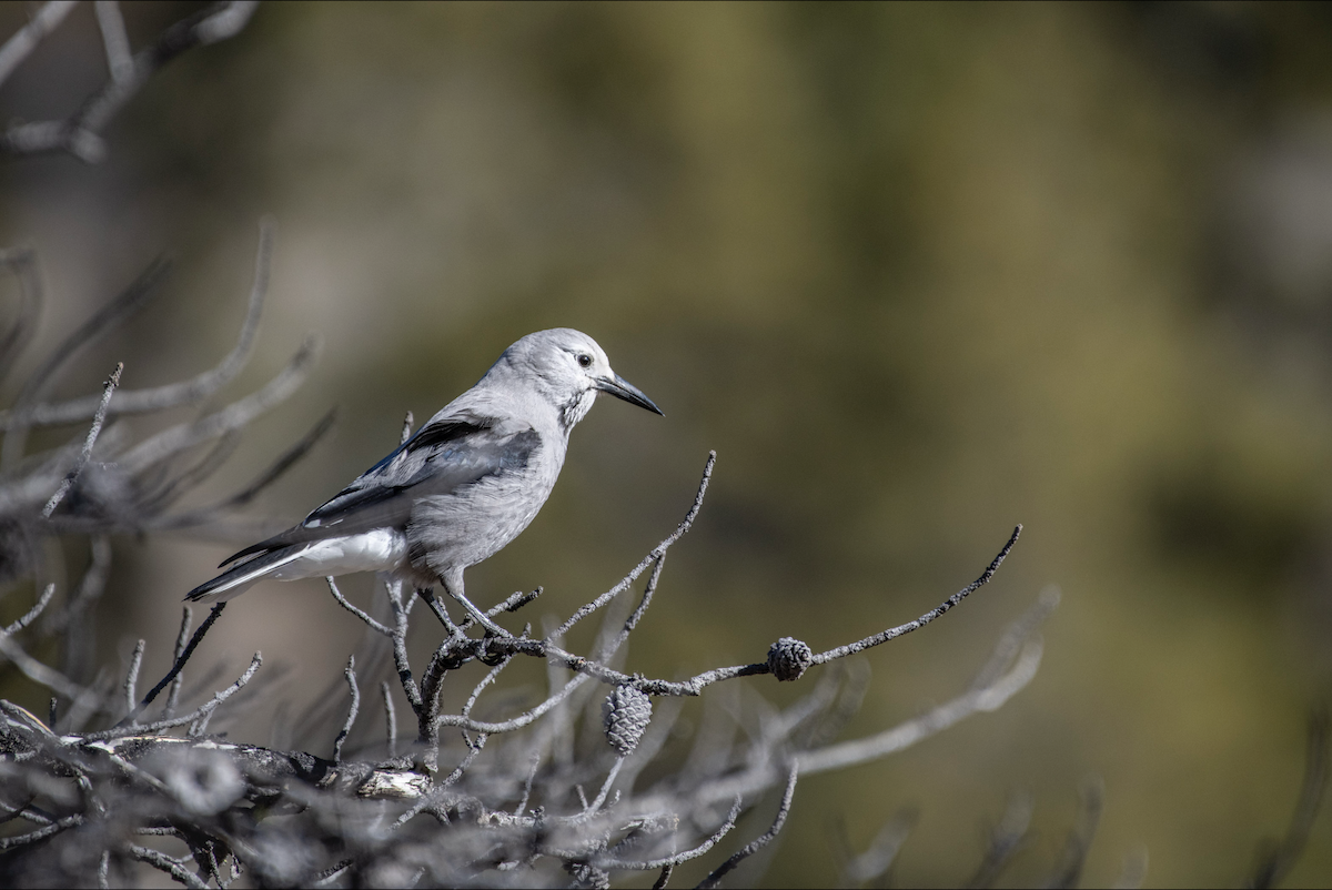 Clark's Nutcracker - ML644374951