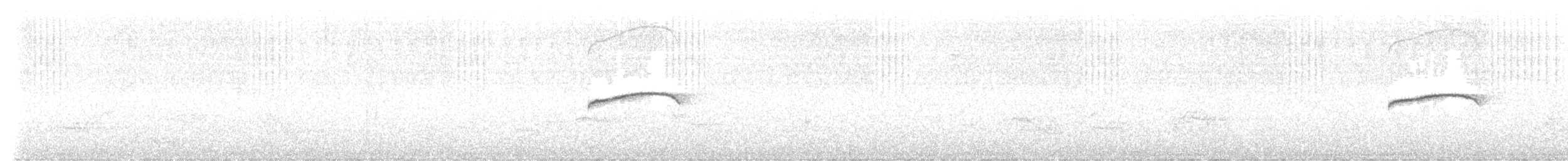 Patagonian Tyrant - ML644374955