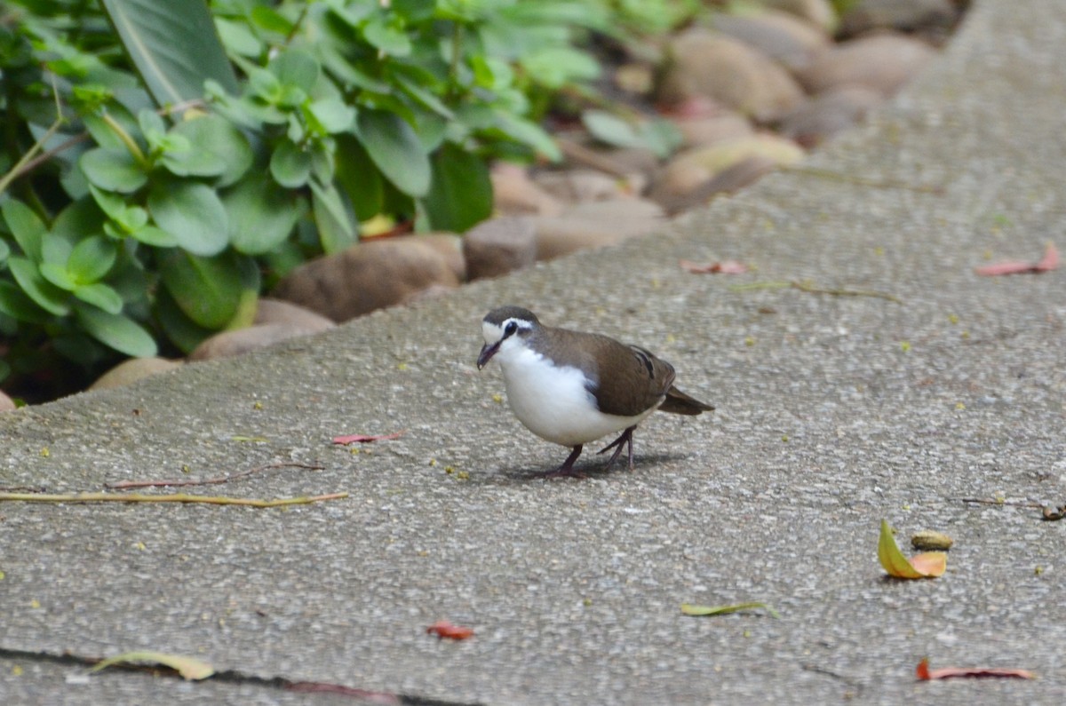 Tambourine Dove - ML644374958