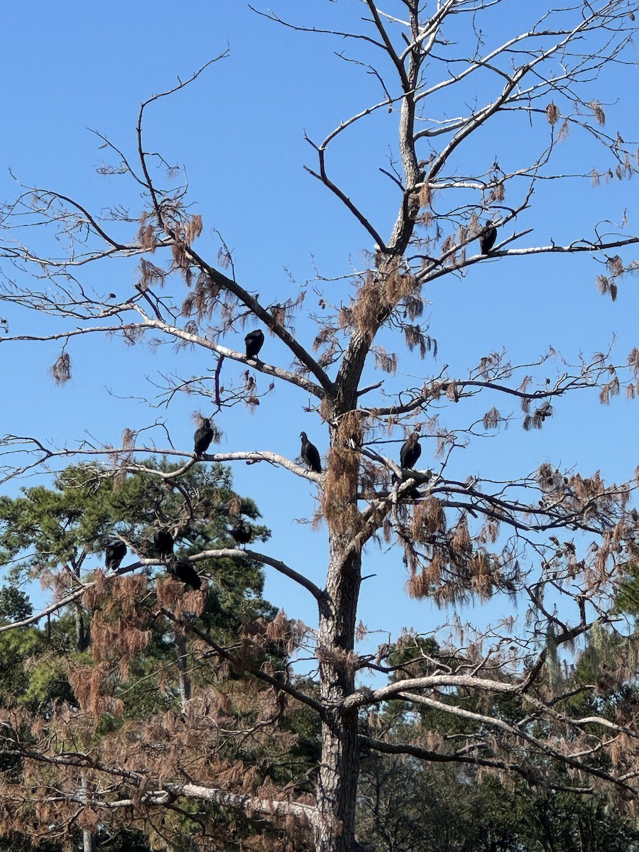 kondor havranovitý - ML644374961