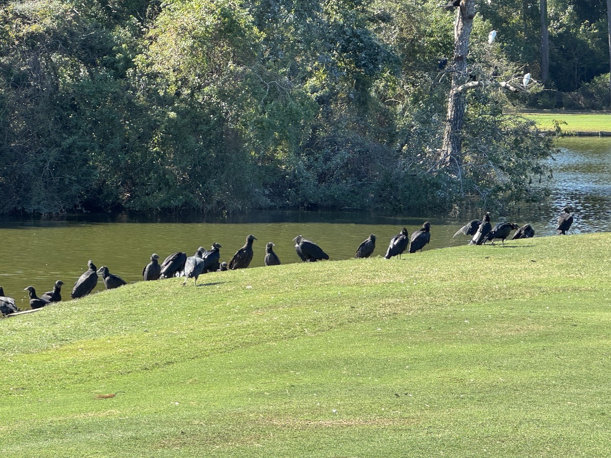 kondor havranovitý - ML644374962