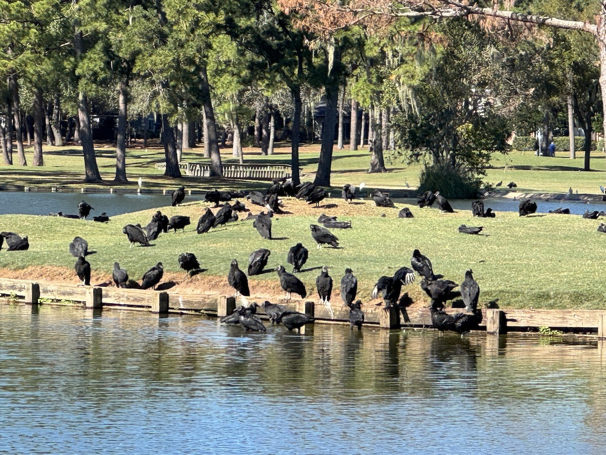 kondor havranovitý - ML644374963