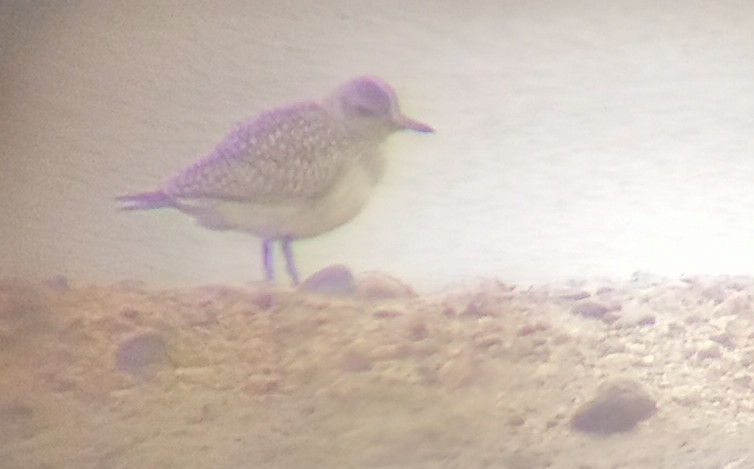 Black-bellied Plover - ML644374967