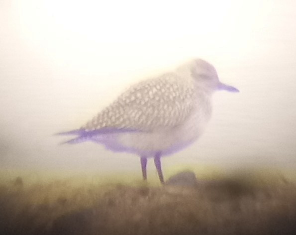 Black-bellied Plover - ML644374968