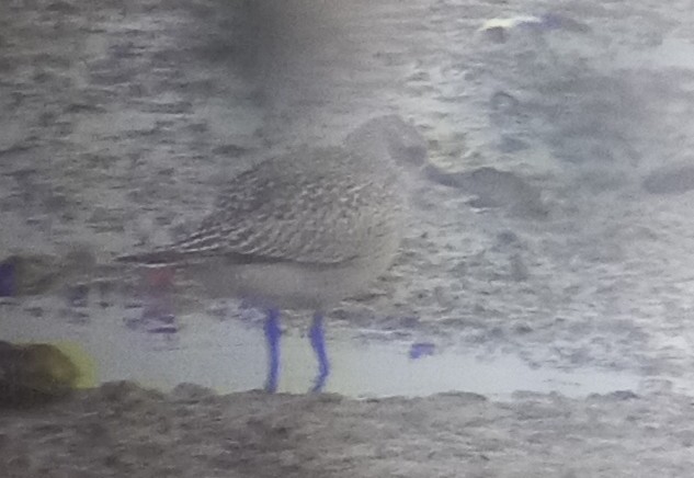 Black-bellied Plover - ML644374970