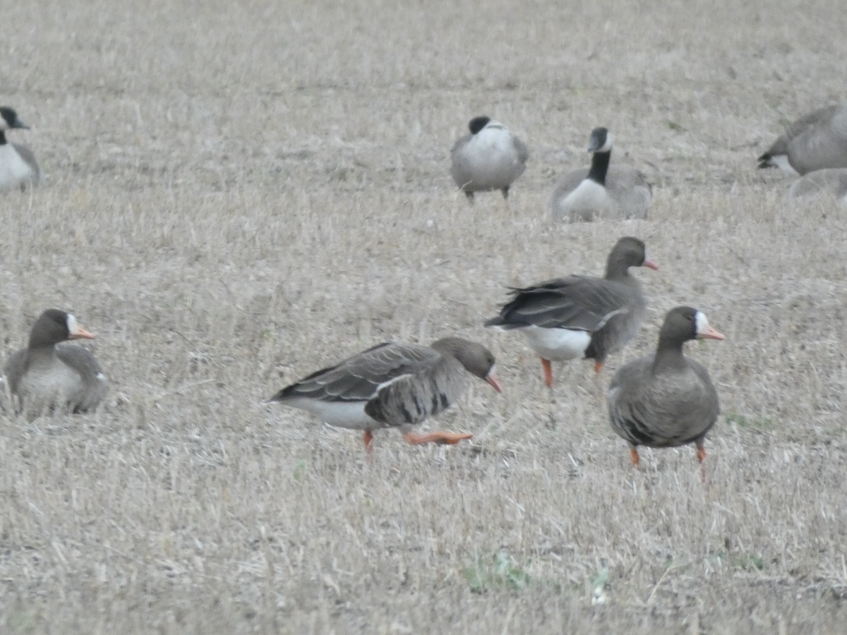 husa běločelá - ML644374971