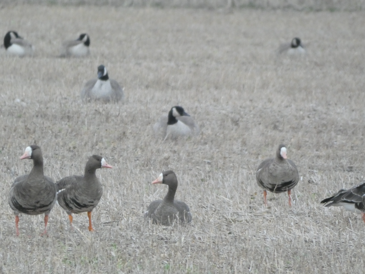 husa běločelá - ML644374972