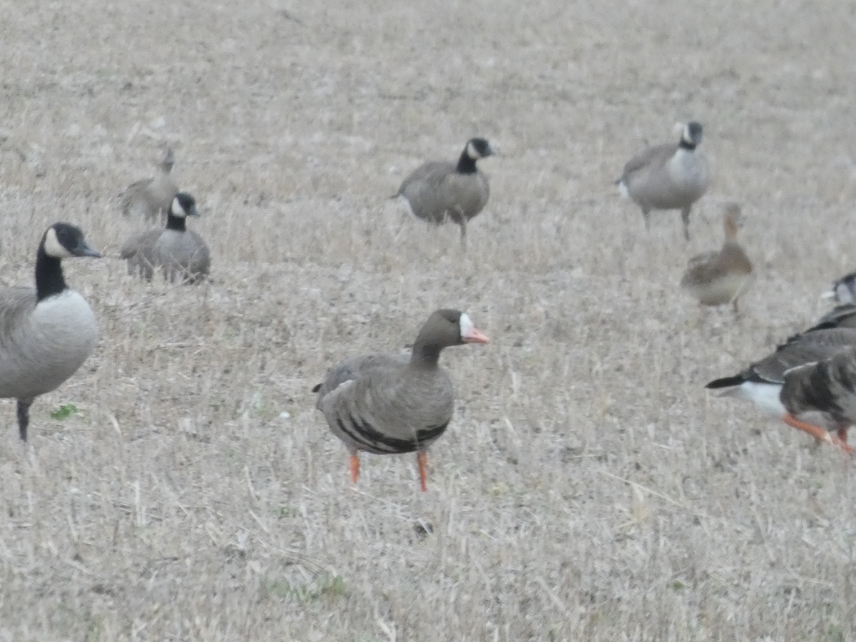 husa běločelá - ML644374973