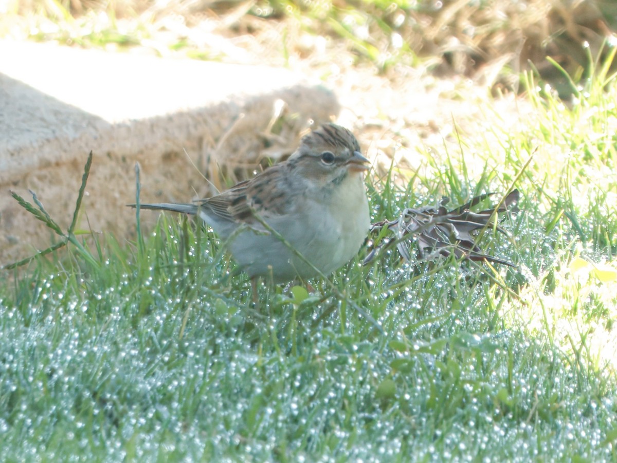 strnádka vrabcovitá - ML644374977