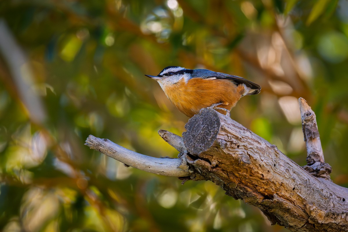 brhlík americký - ML644374978