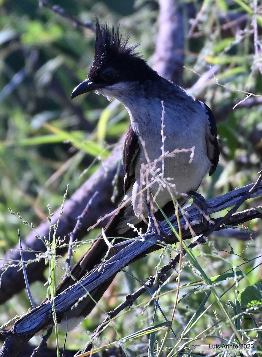 kukačka černobílá - ML644374979