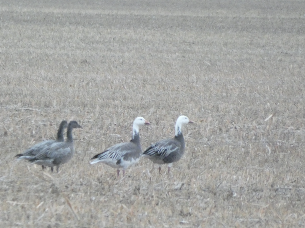 husa sněžní - ML644374982