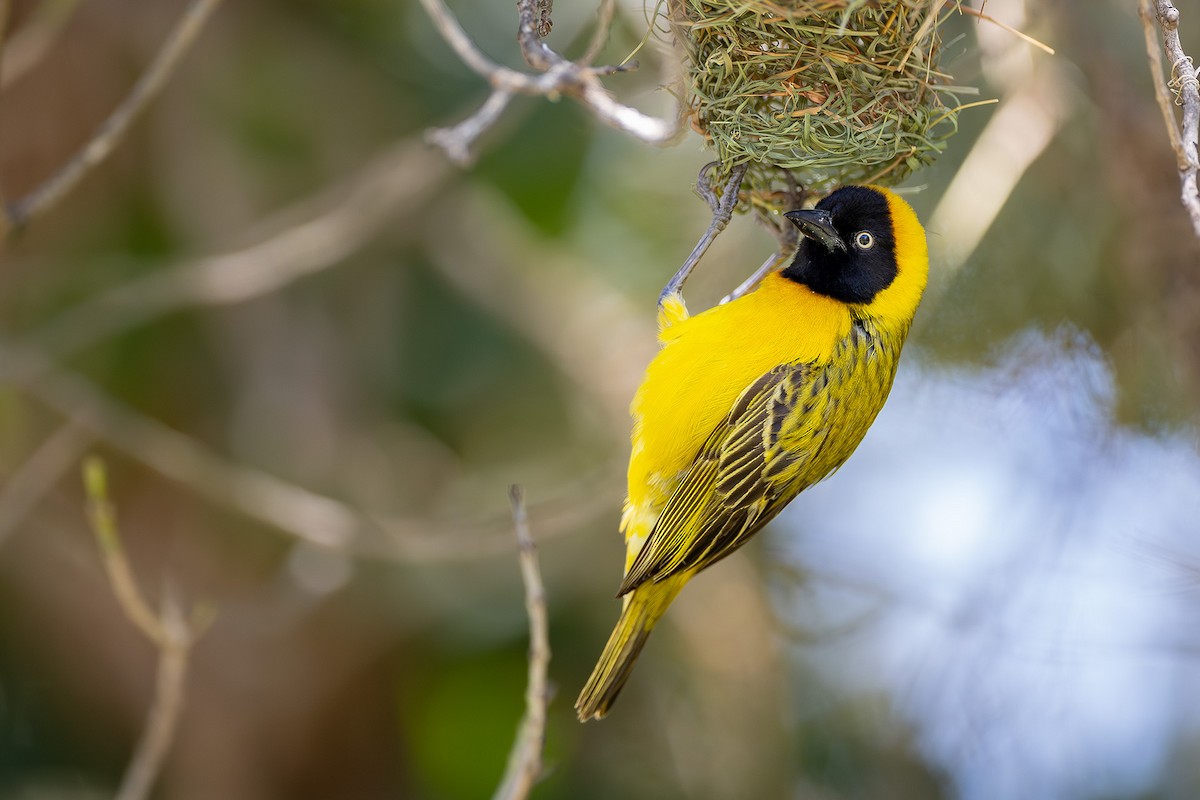 snovač maskový - ML644374983