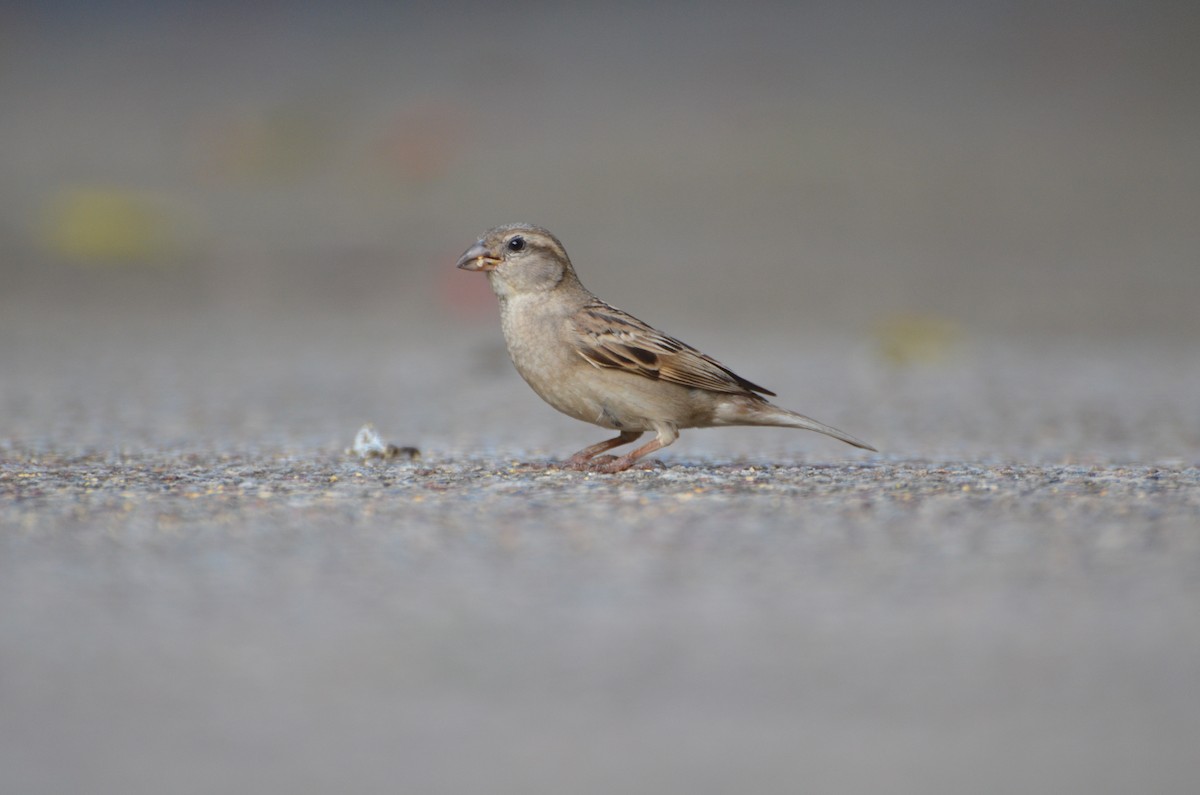 vrabec domácí - ML644374984