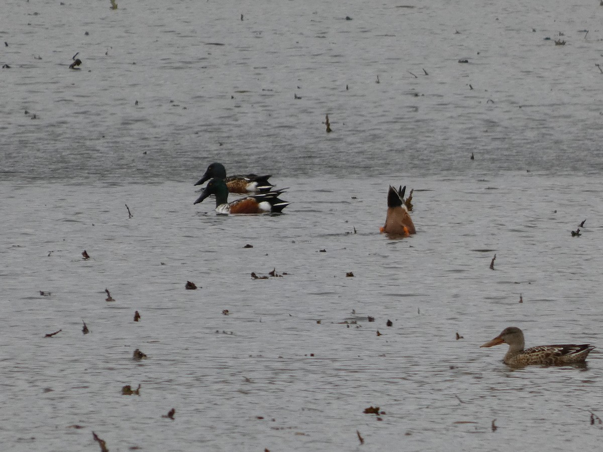 lžičák pestrý - ML644374985