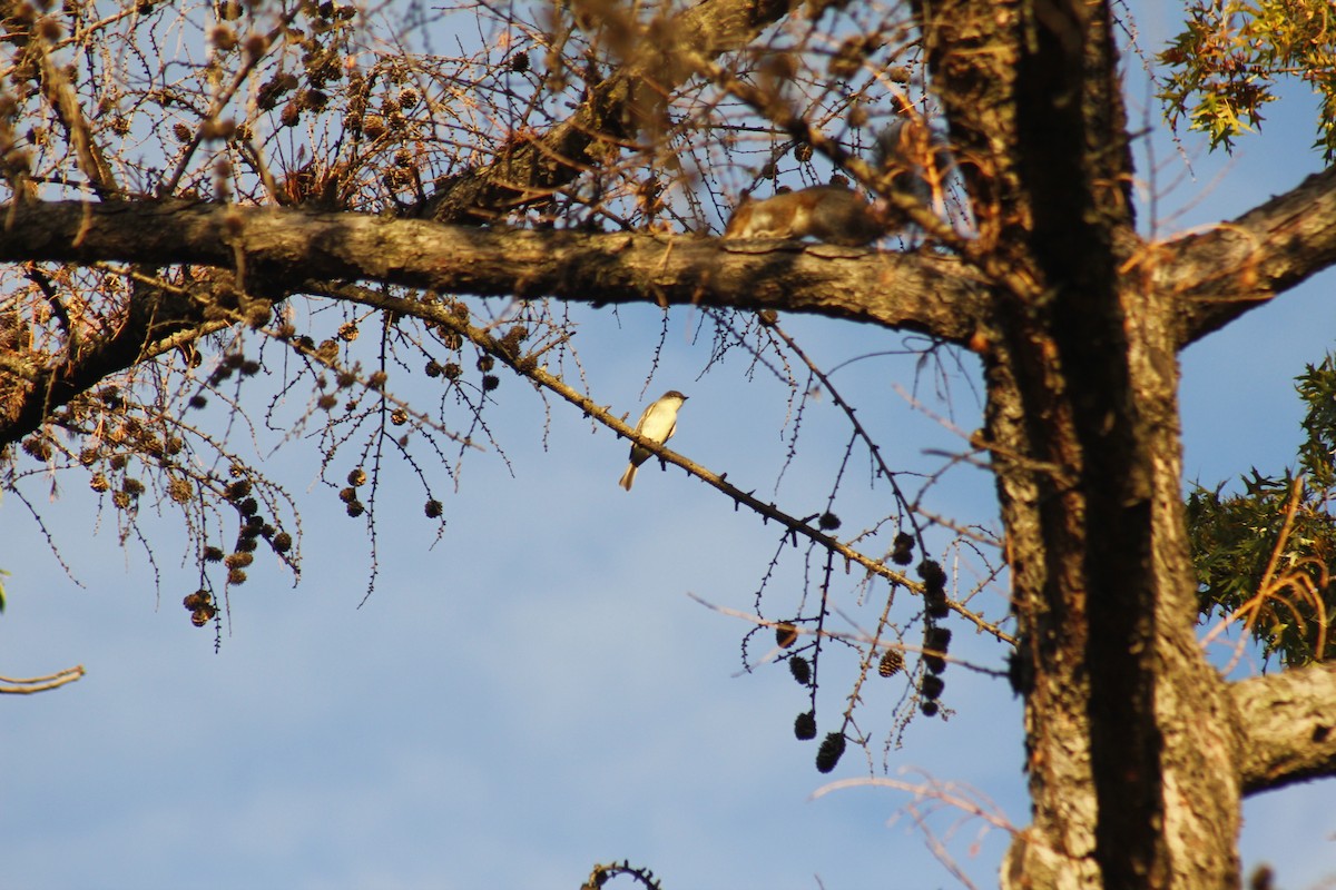 tyranovec domácí - ML644374986