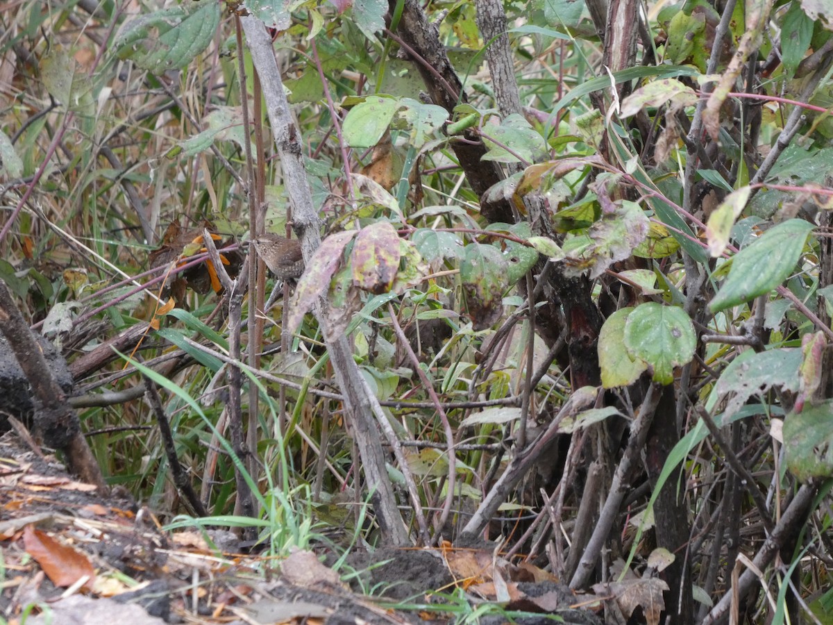 střízlík kanadský - ML644374987