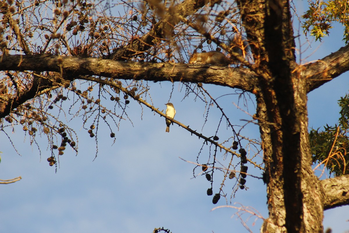 tyranovec domácí - ML644374989