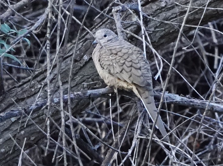 holoubek mexický - ML644374992