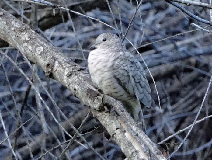 holoubek mexický - ML644374993