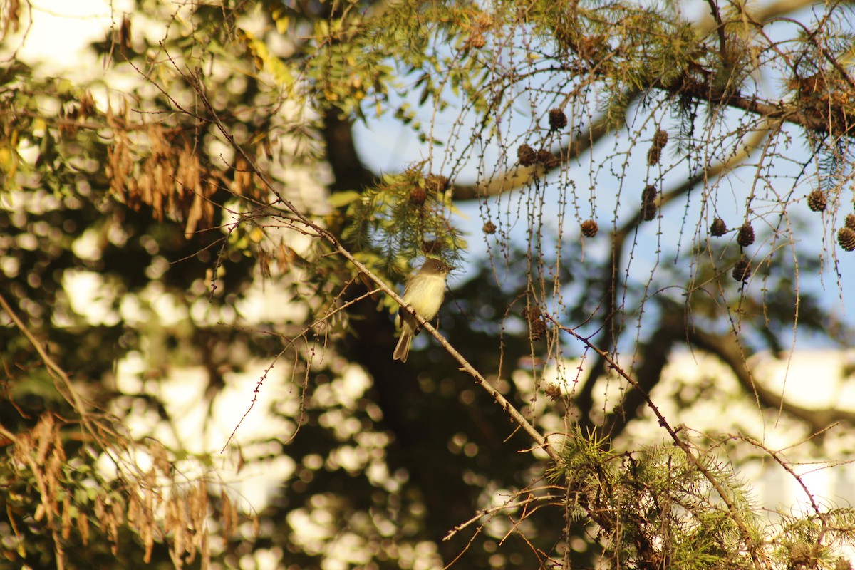 tyranovec domácí - ML644374994