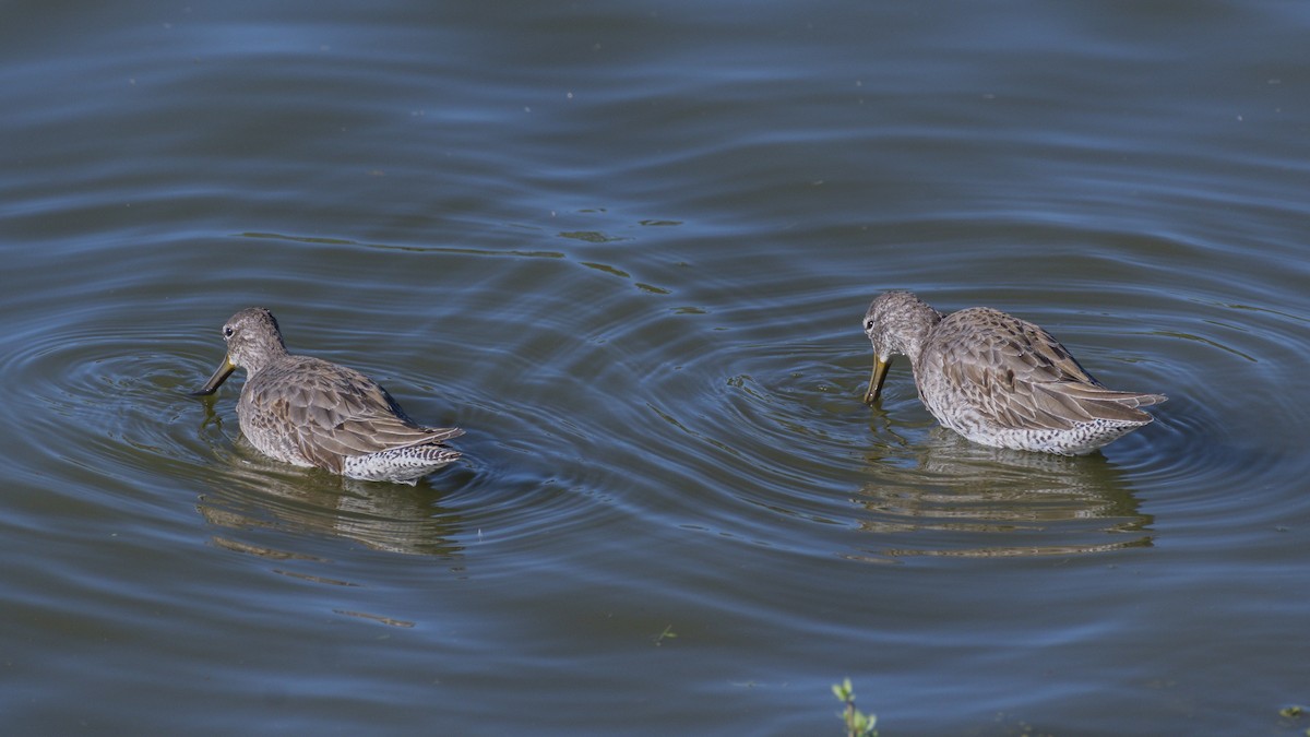 slukovec dlouhozobý - ML644374995