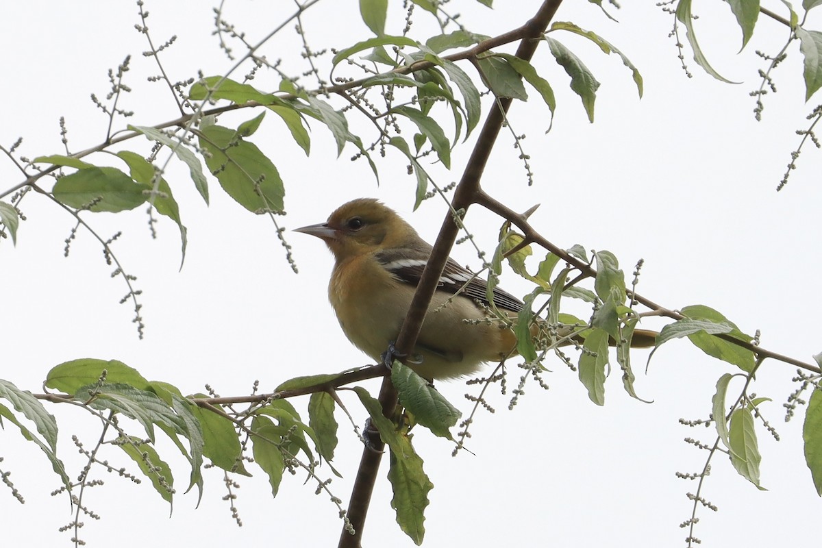 trupiál baltimorský - ML644374996