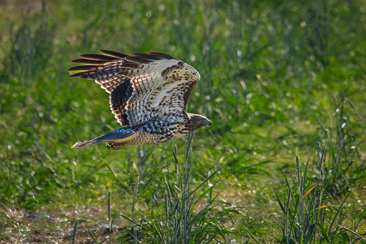 káně rudochvostá - ML644374997