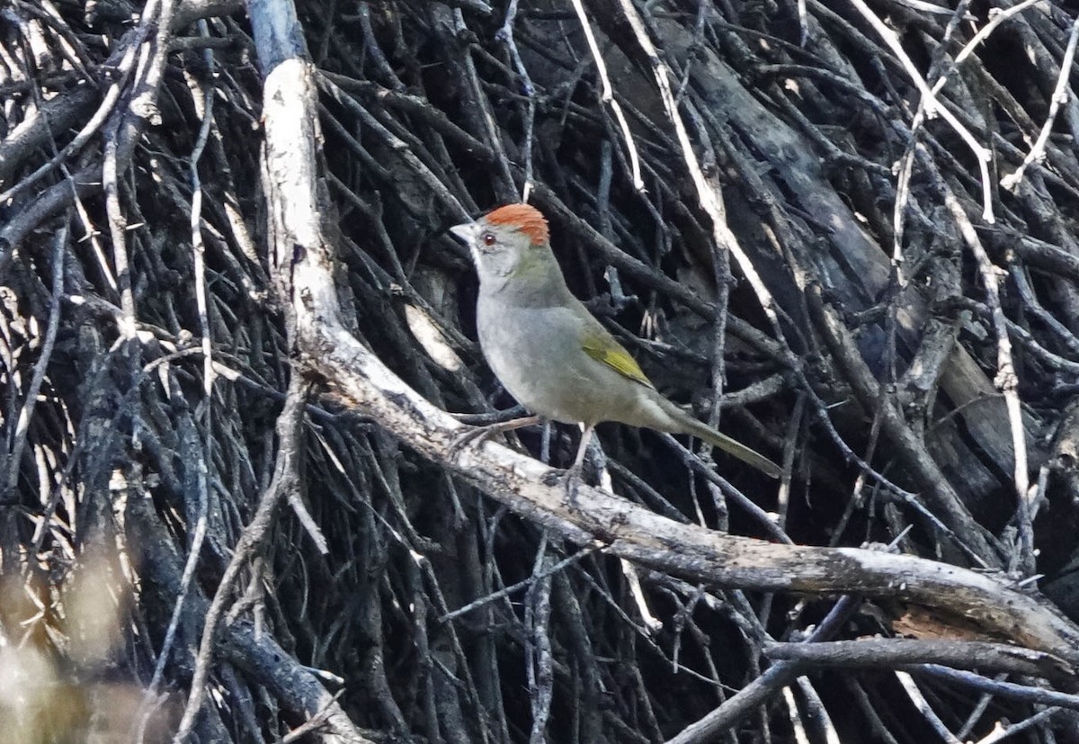 Green-tailed Towhee - ML644374998