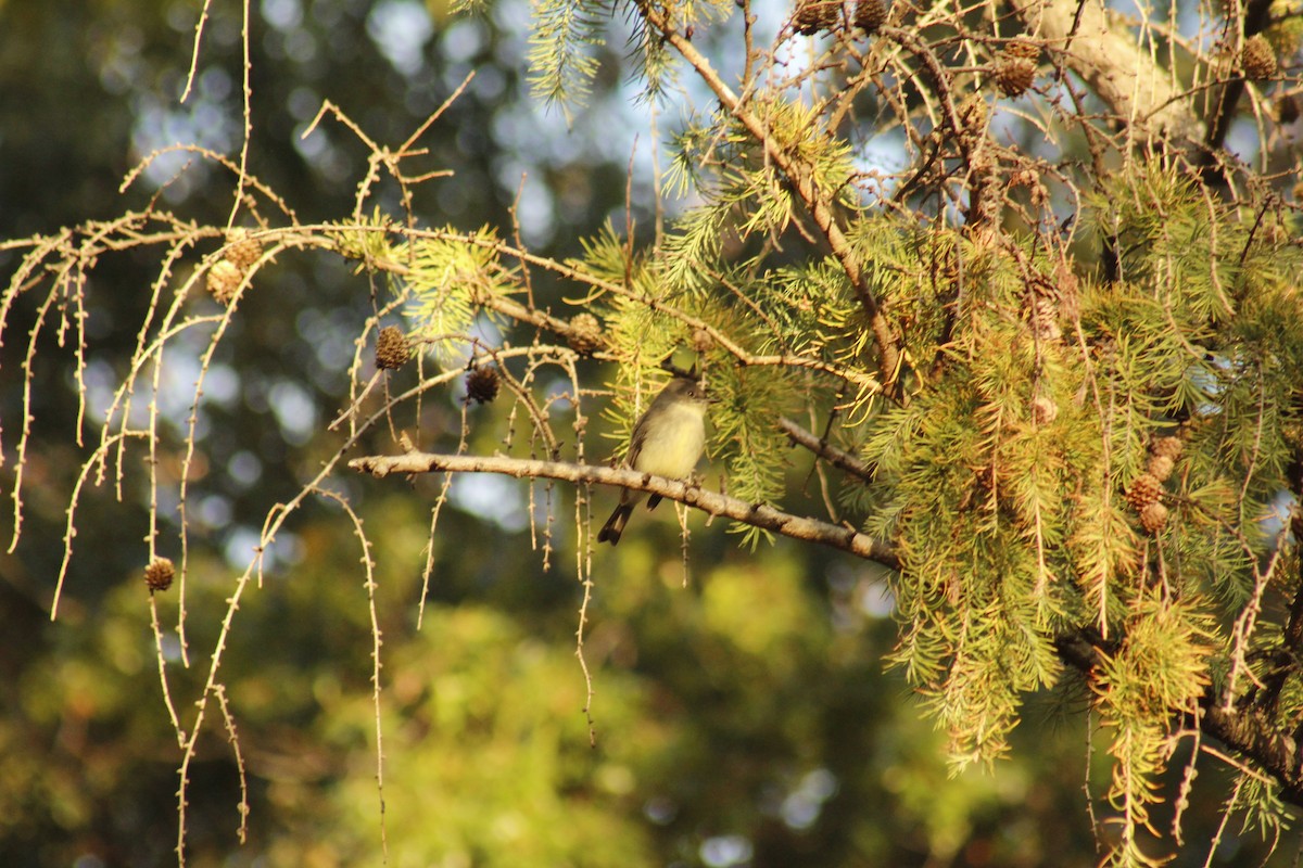 tyranovec domácí - ML644374999