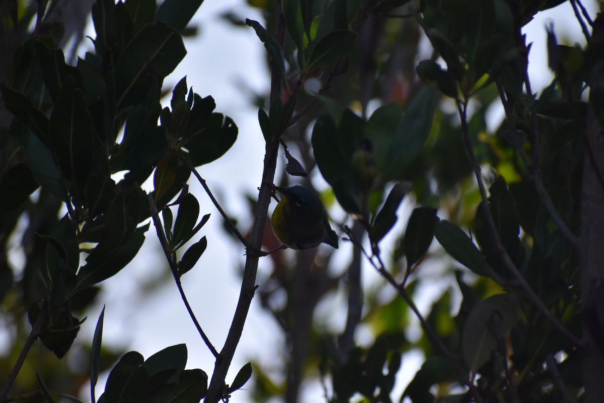 Northern Parula - ML644375000