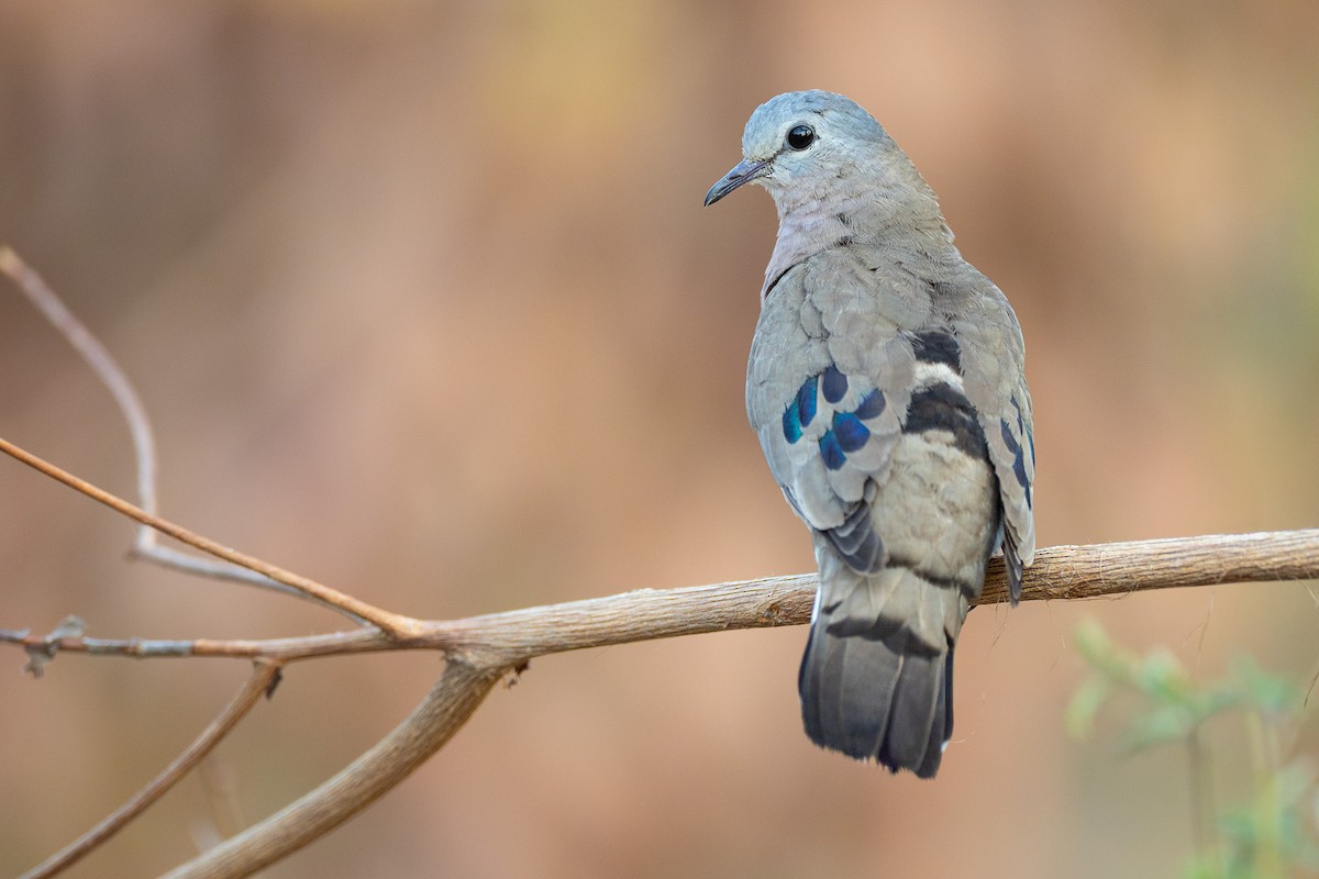 Yeşil Aynalı Kumru - ML644375018