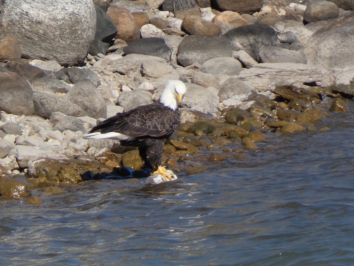 hvithodehavørn - ML644375023