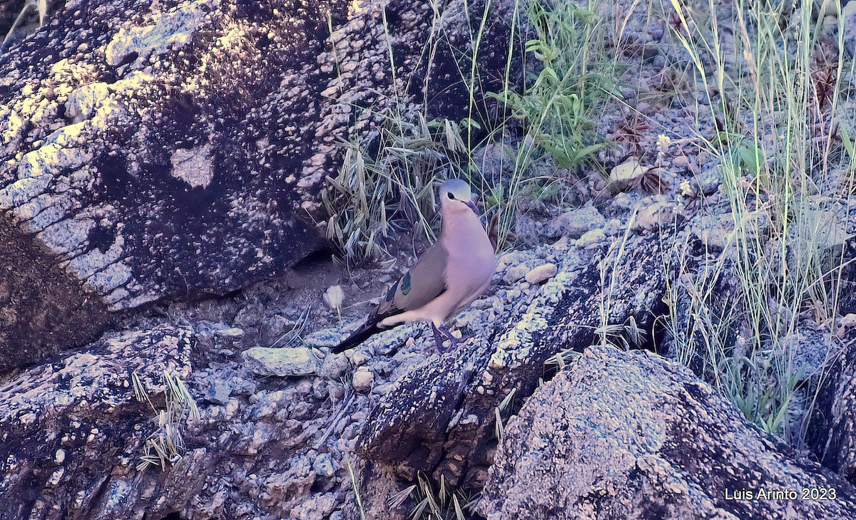 grønnflekkalvedue - ML644375024