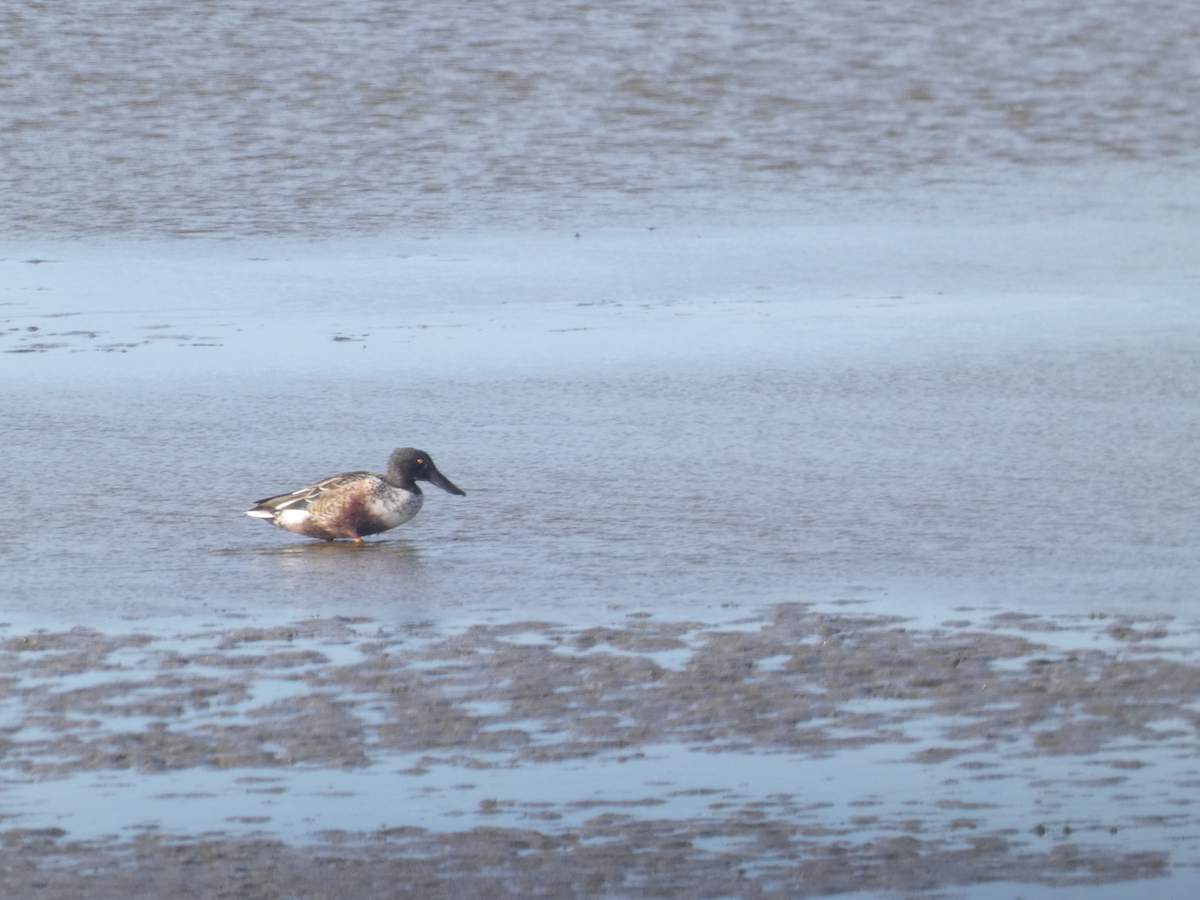 skjeand - ML644375025