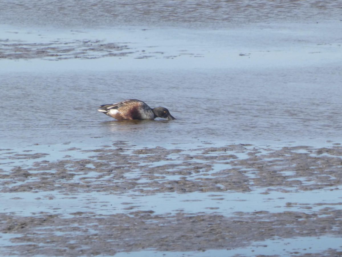 skjeand - ML644375026