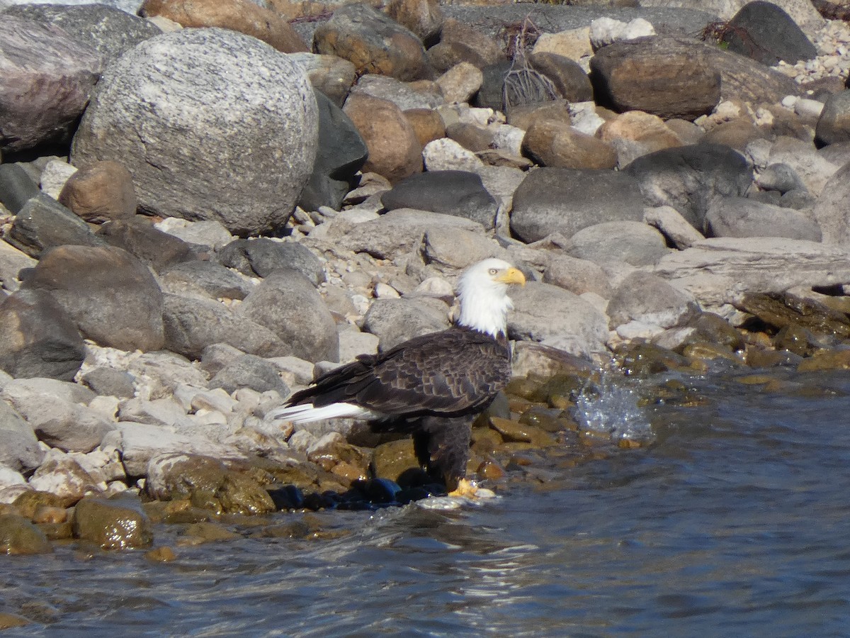 hvithodehavørn - ML644375027