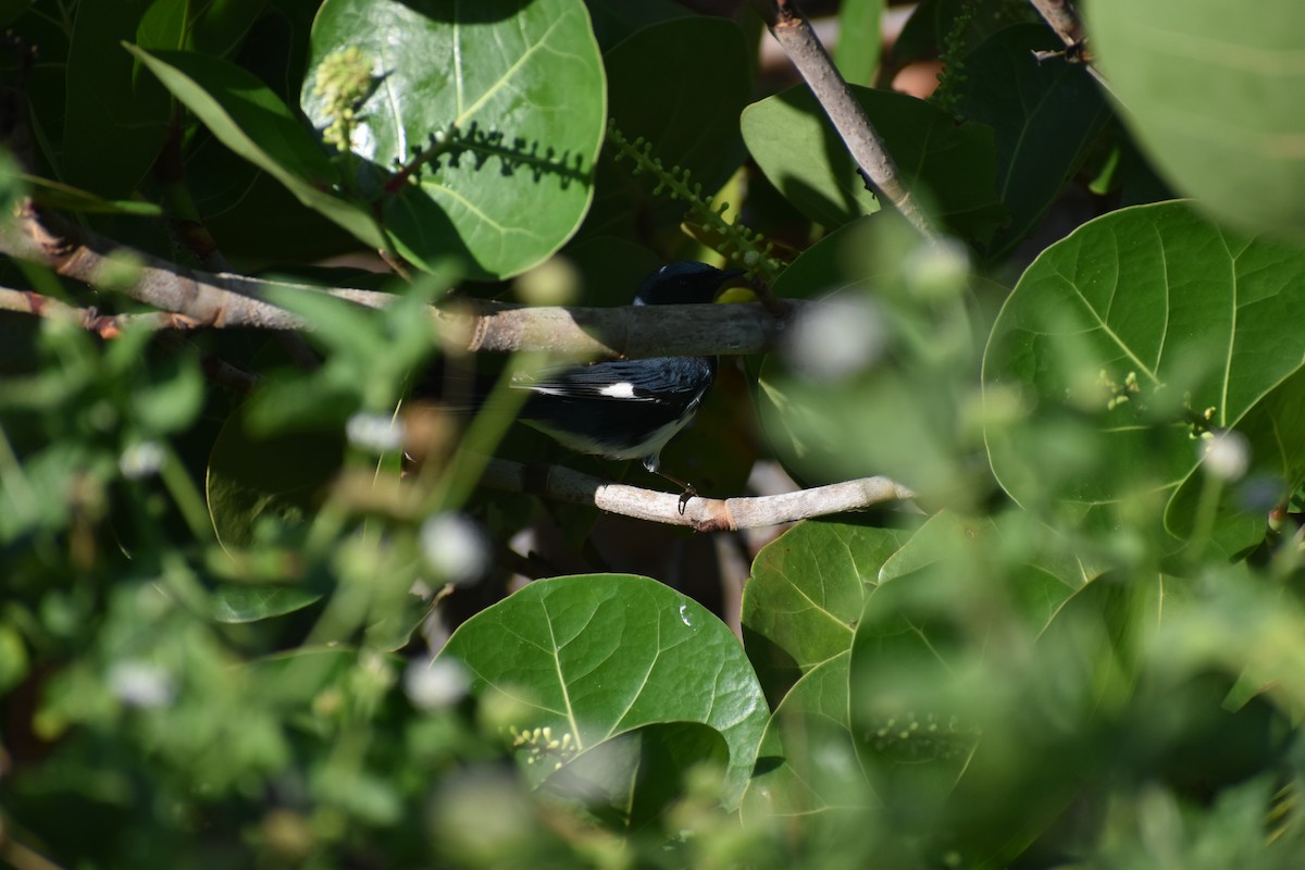 blåparula - ML644375028