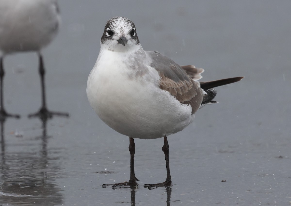 franklinmåke - ML644375035