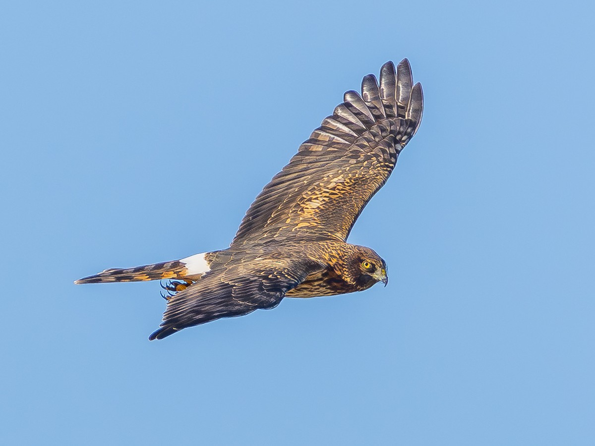 mørkmyrhauk - ML644375038