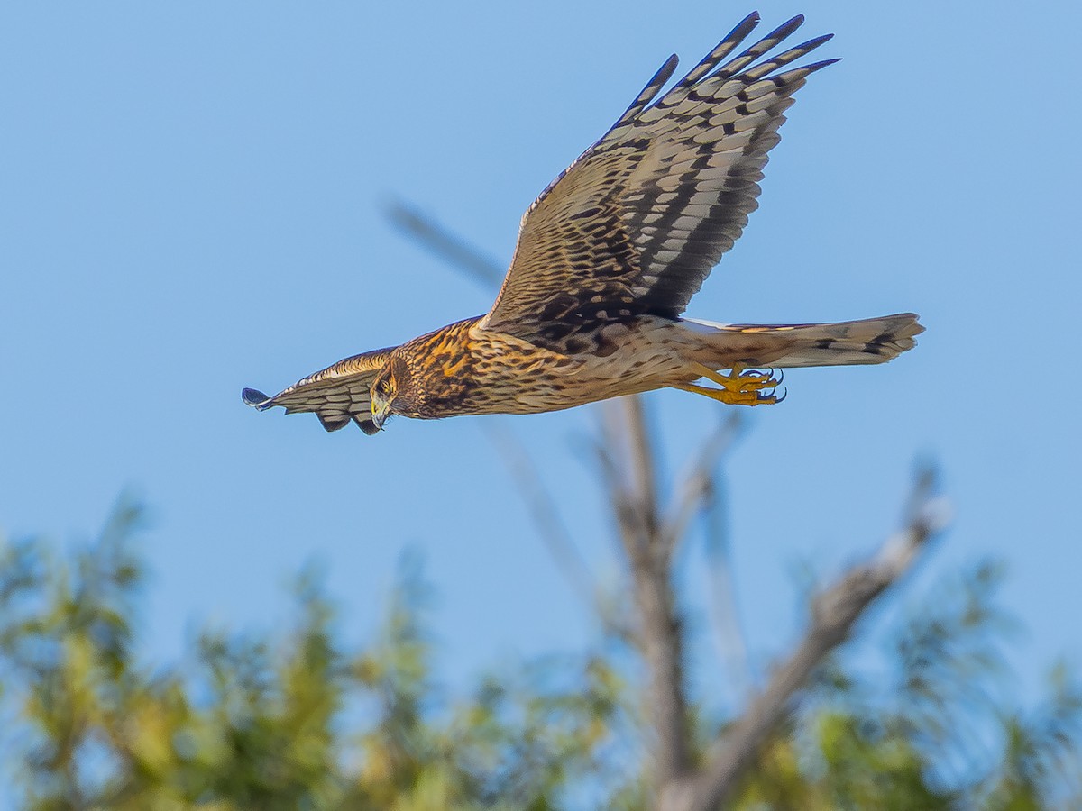 mørkmyrhauk - ML644375041