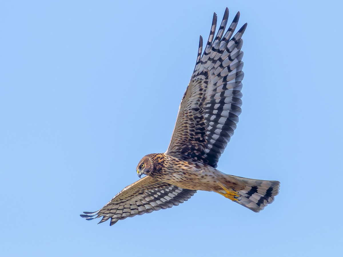 mørkmyrhauk - ML644375042