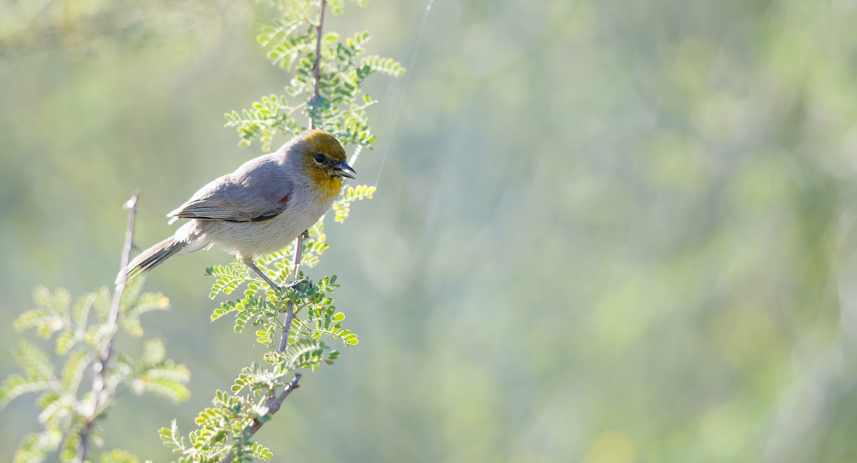 meisesmett - ML644375043