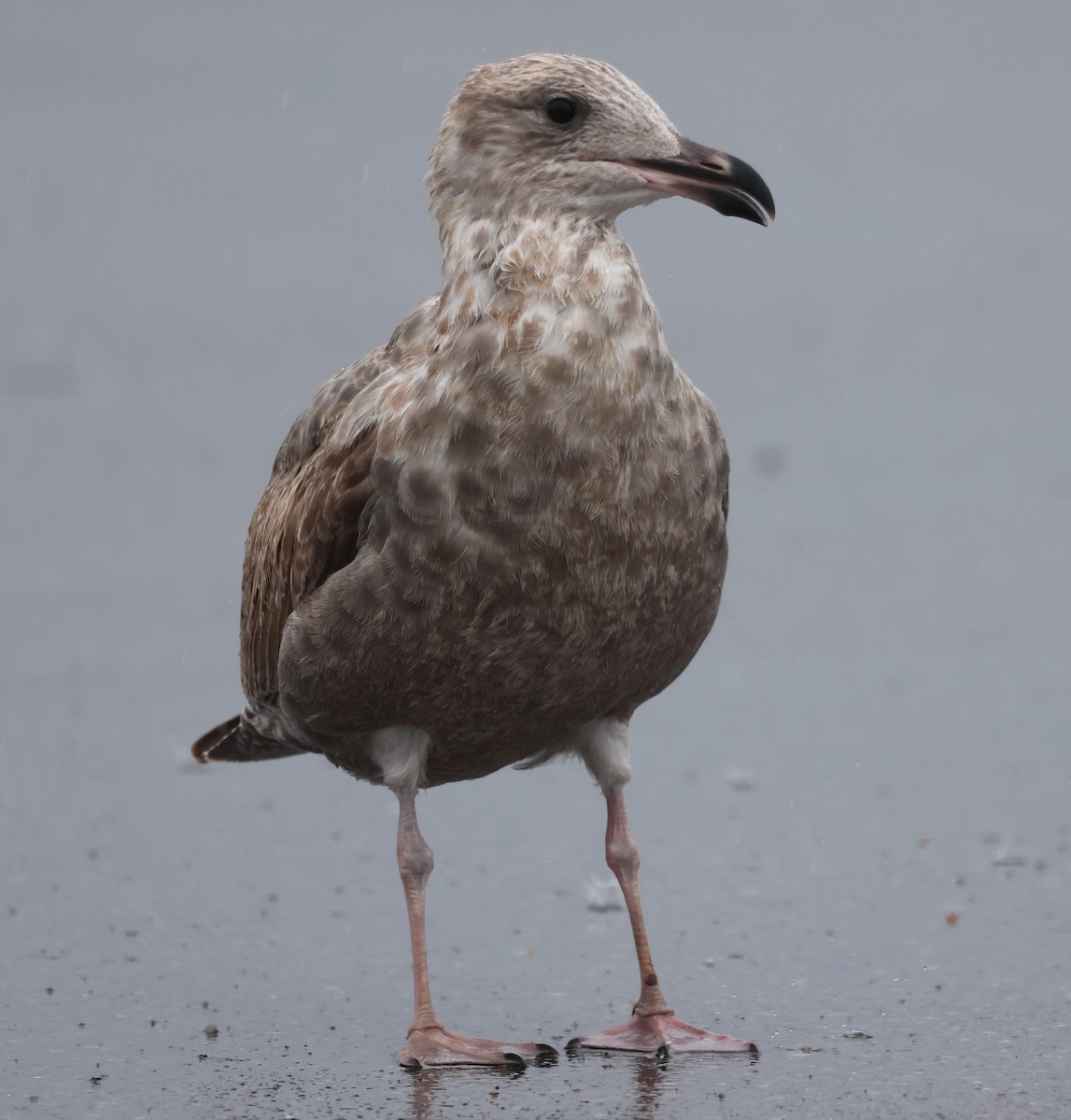 amerikagråmåke - ML644375044