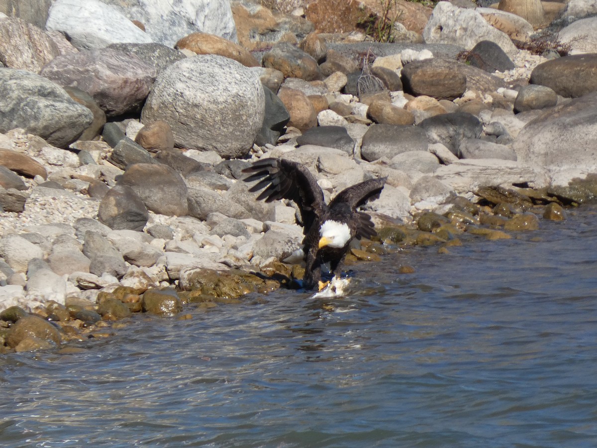 hvithodehavørn - ML644375045